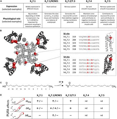 Polyunsaturated Fatty Acids as Modulators of KV7 Channels